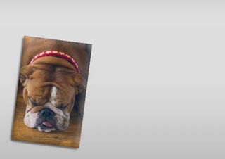 Bulldogos hűtőmágnes2
