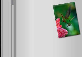 Kolibris hűtőmágnes  2