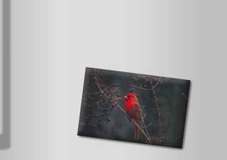 Madaras hűtőmágnes 3